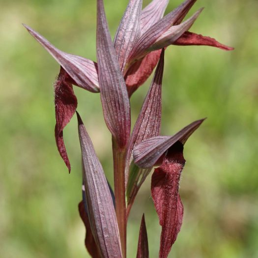 Sérapias_à_labelle_allongé-(Serapias_vomeracea)-Guillaume_Eyssartier