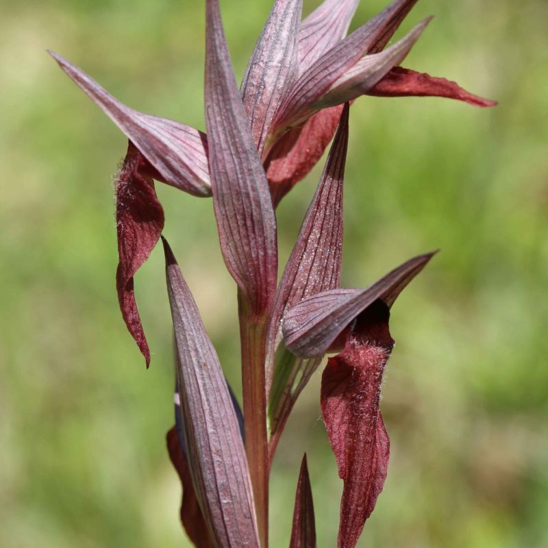Sérapias_à_labelle_allongé-(Serapias_vomeracea)-Guillaume_Eyssartier