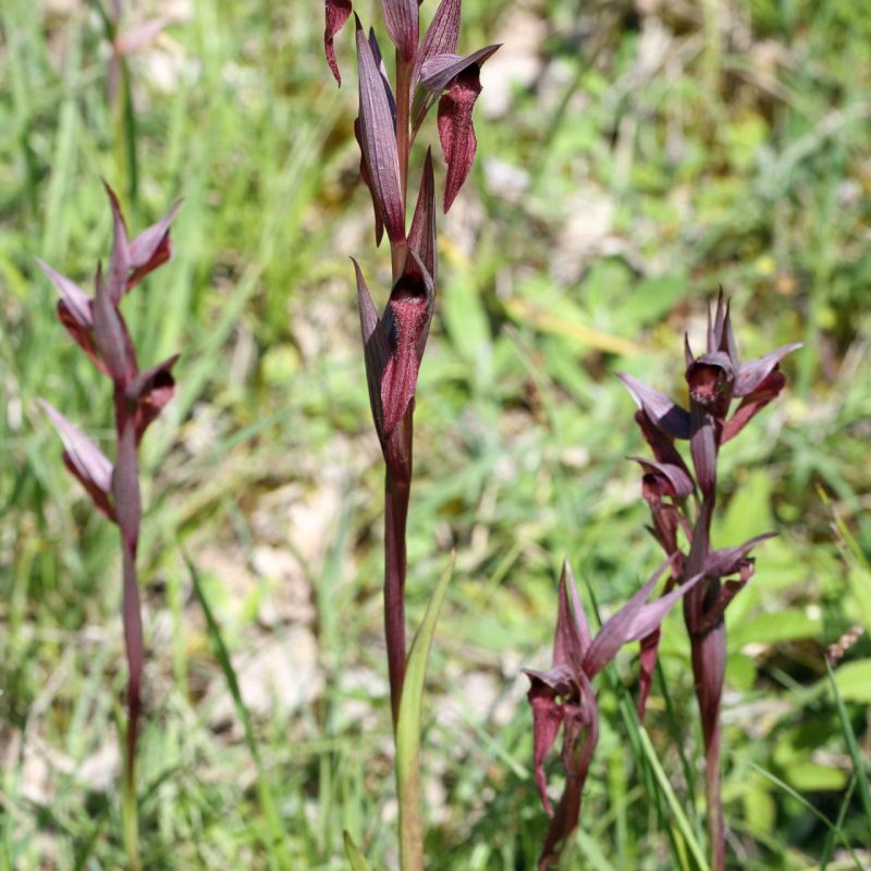 Sérapias_à_labelle_allongé-(Serapias_vomeracea)-Guillaume_Eyssartier