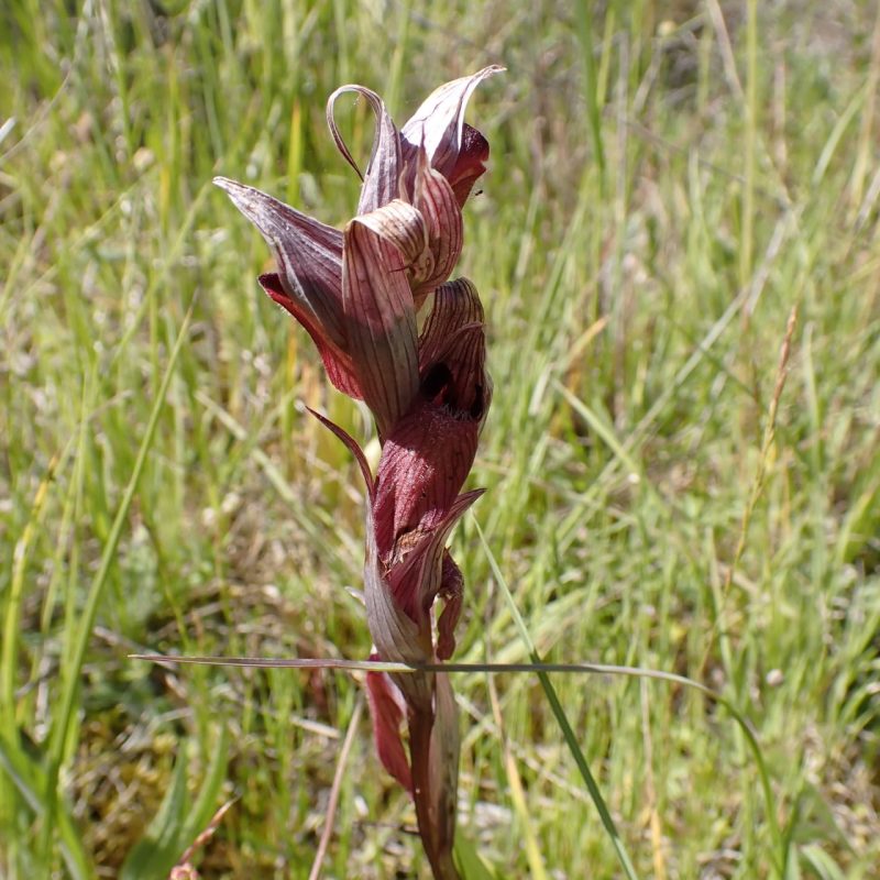 Sérapias_à_labelle_allongé-(Serapias_vomeracea)-Nathalie_Verger
