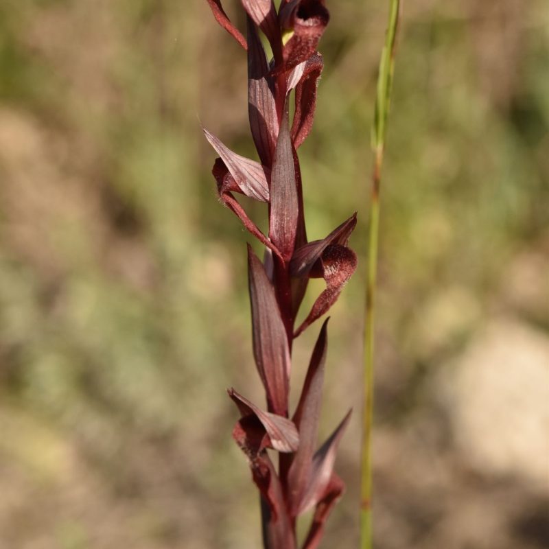 Sérapias_à_labelle_allongé-(Serapias_vomeracea)-Sylvain_Wagner