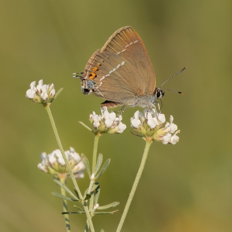 Thècle_des_nerpruns-(Satyrium spini)-Didier_Verger