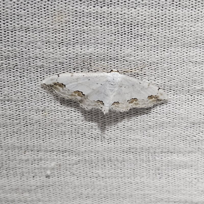 Acidalie ornée (Scopula ornata)
