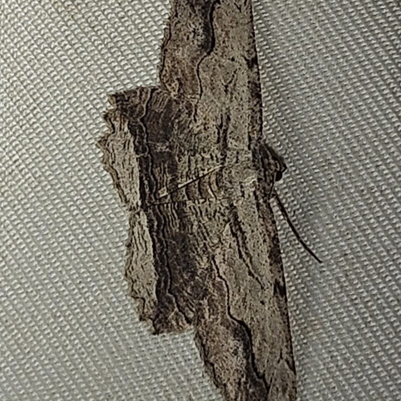 Boarmie pétrifiée (Menophra abruptaria)
