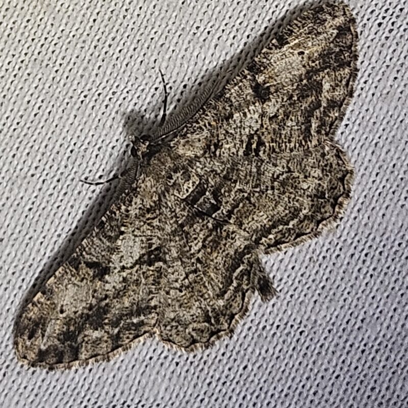 Boarmie rhomboïdale (Peribatodes rhomboidaria)