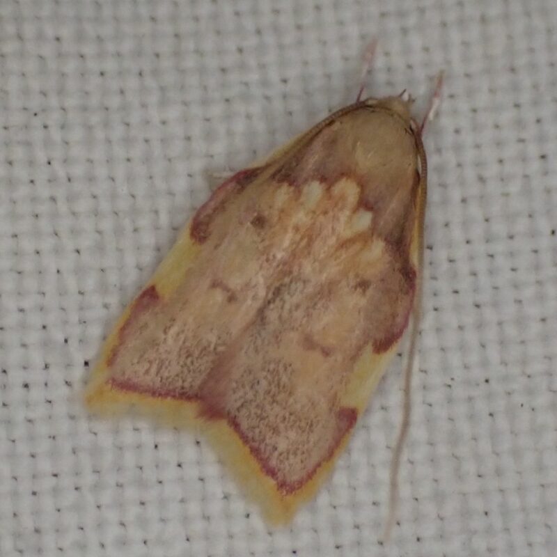Carcina quercana