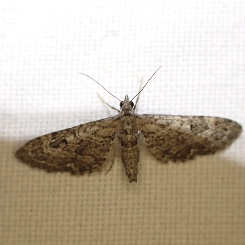 Eupithécie naine (Eupithecia nanata)