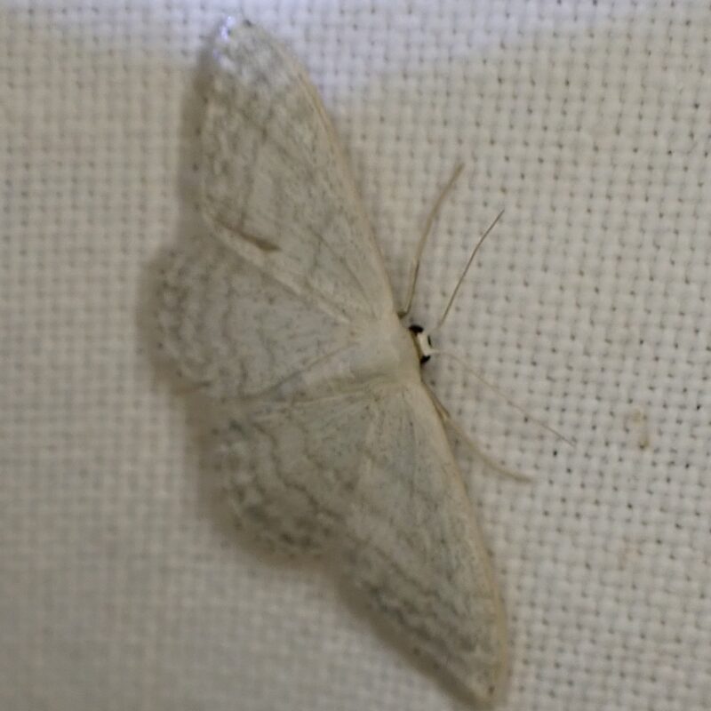 L'Acidalie blanchâtre (Idaea subsericeata)