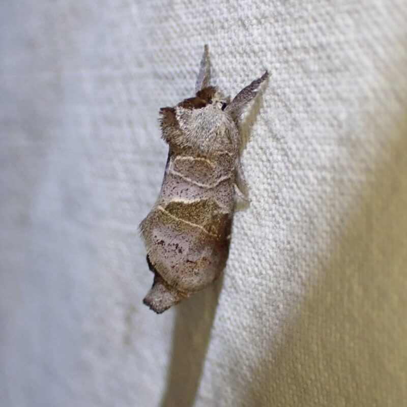 La Hausse queue brune (Clostera pigra)