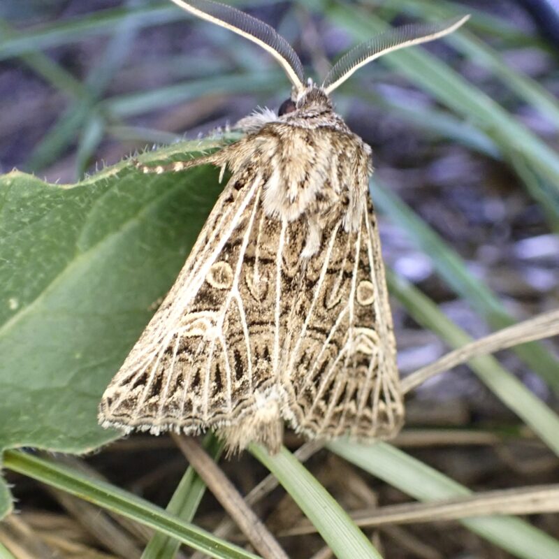 La Nasse (Tholera decimalis)