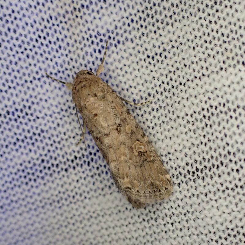 La Noctuelle exiguë (Spodoptera exigua)