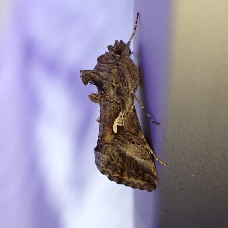 Le Gamma (Autographa gamma)
