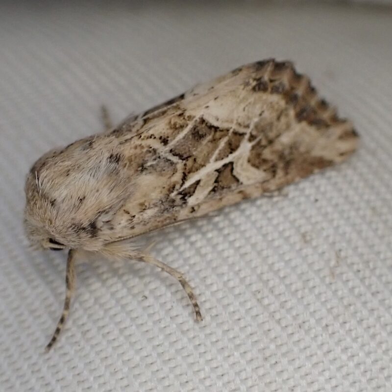 Noctuelle de Duméril Luperina dumerilii
