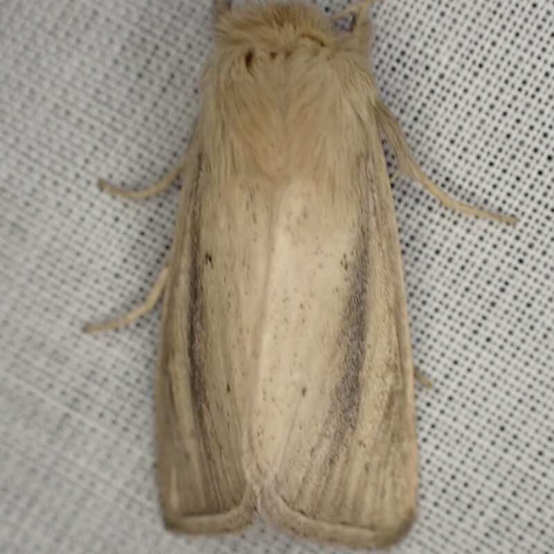 Nonagrie bétique (Sesamia nonagrioides