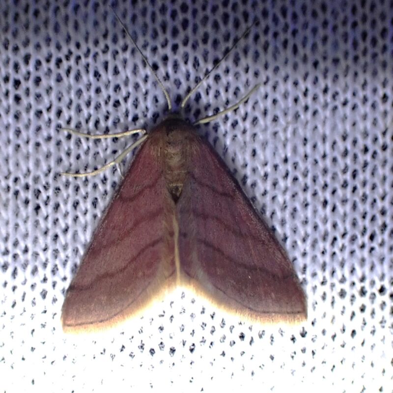 Phalène rougeâtre (Scopula rubiginata)