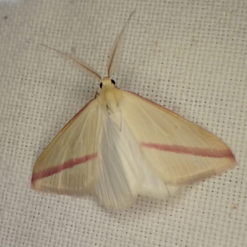 Phalène sacrée (Rhodometra sacraria)